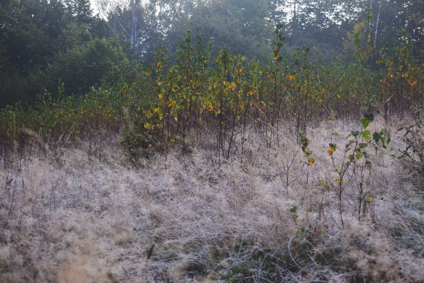  - Photo 11 - Toamna 2017