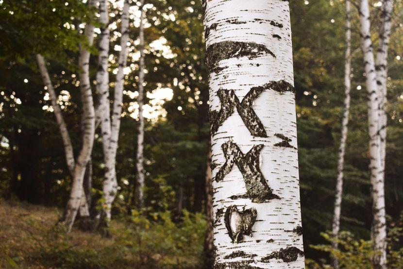  - Photo 11 - Toamna 2017