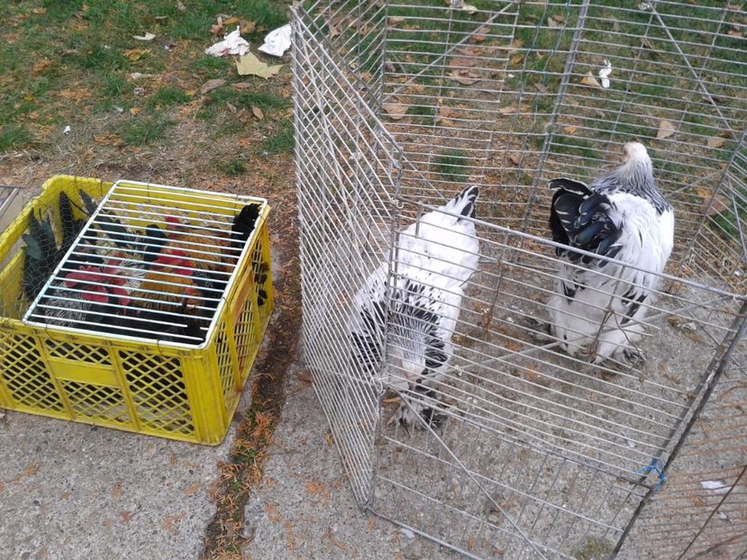 Fotografie0030 - 24---targ pancevo serbia 29 10 2017