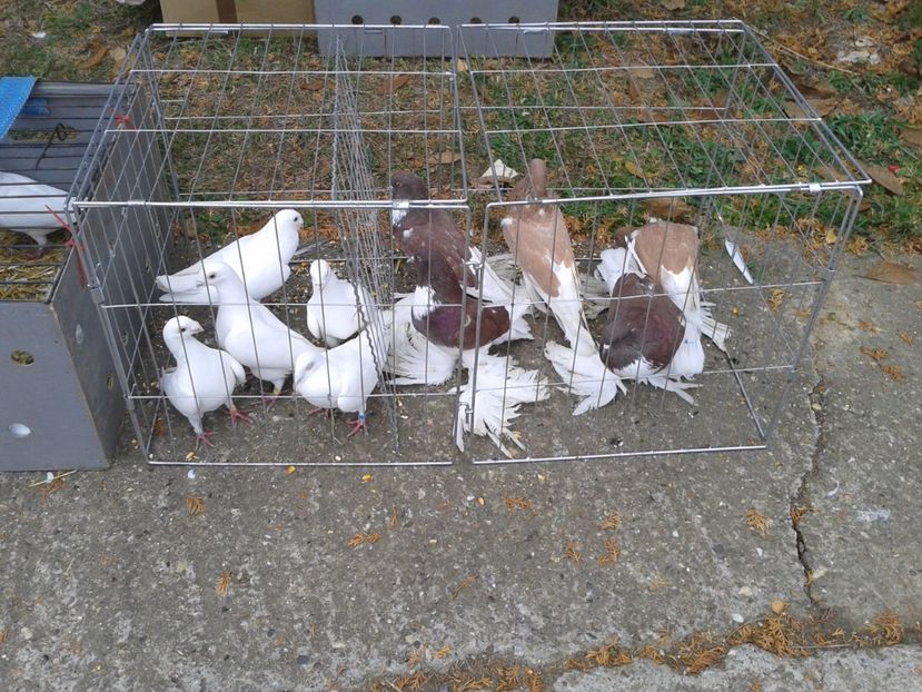 Fotografie0031 - 24---targ pancevo serbia 29 10 2017