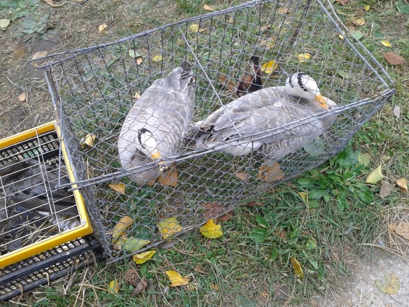 Fotografie0034 - 24---targ pancevo serbia 29 10 2017