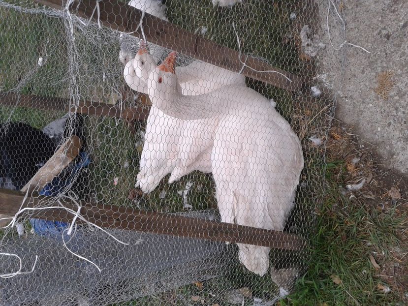 Fotografie0036 - 24---targ pancevo serbia 29 10 2017