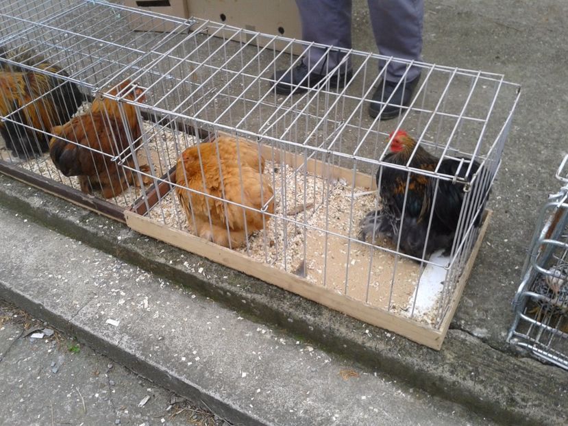 Fotografie0038 - 24---targ pancevo serbia 29 10 2017