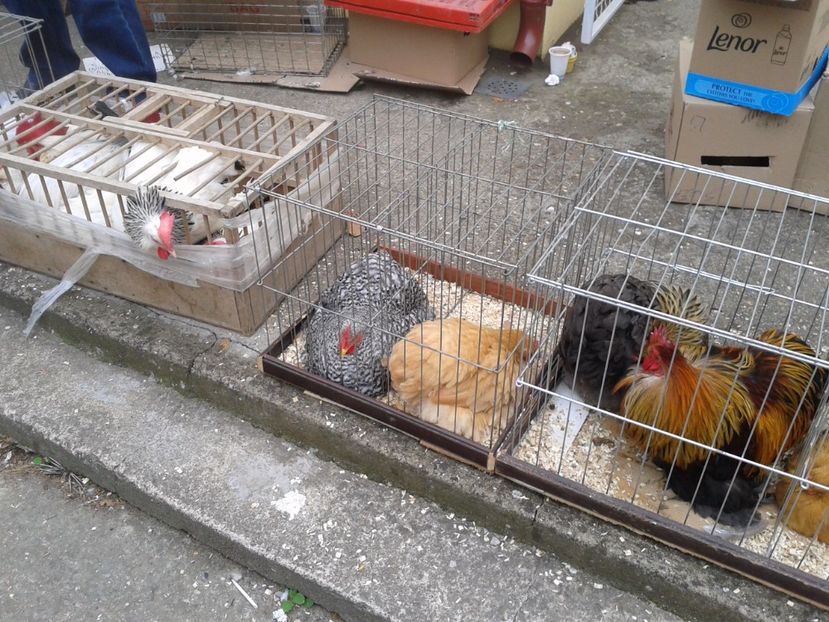 Fotografie0039 - 24---targ pancevo serbia 29 10 2017