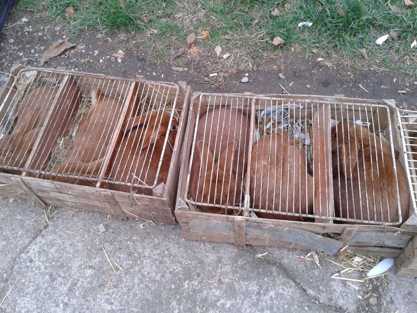 Fotografie0040 - 24---targ pancevo serbia 29 10 2017