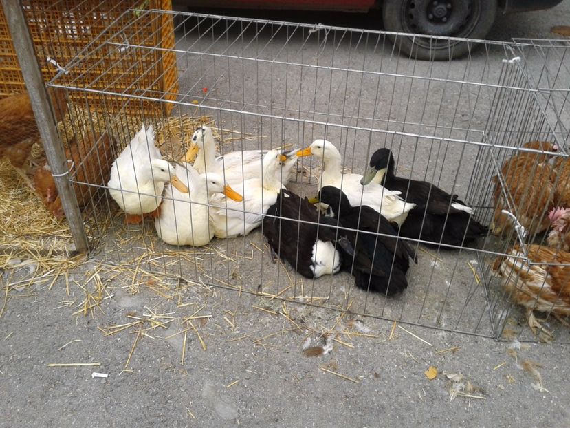 Fotografie0043 - 24---targ pancevo serbia 29 10 2017