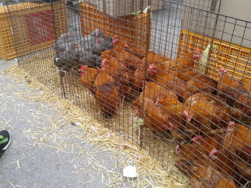 Fotografie0045 - 24---targ pancevo serbia 29 10 2017