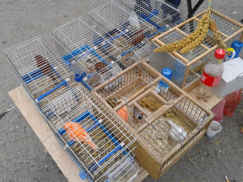 Fotografie0049 - 24---targ pancevo serbia 29 10 2017