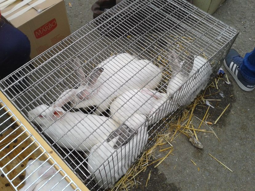 Fotografie0051 - 24---targ pancevo serbia 29 10 2017