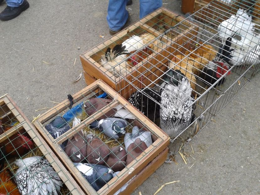 Fotografie0052 - 24---targ pancevo serbia 29 10 2017