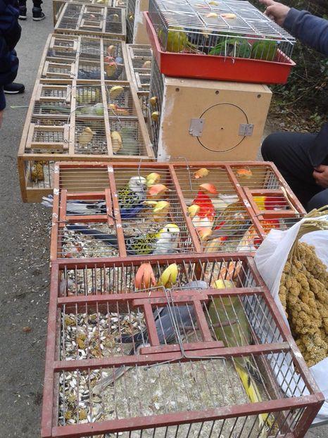 Fotografie0053 - 24---targ pancevo serbia 29 10 2017