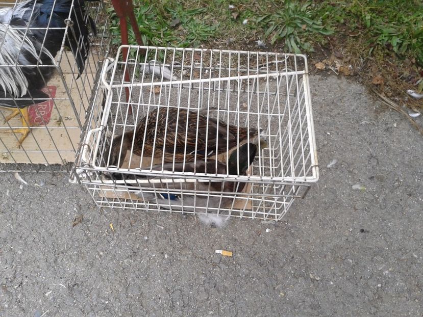 Fotografie0054 - 24---targ pancevo serbia 29 10 2017