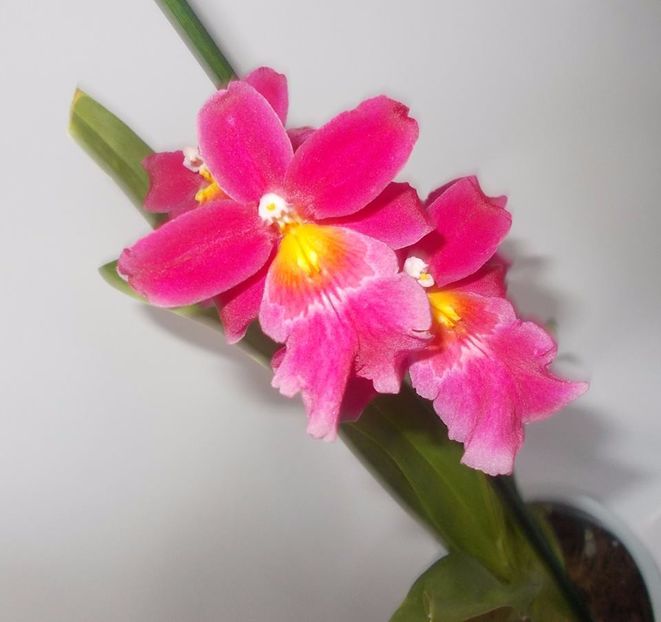 Cambria - 003-1 ORHIDEE