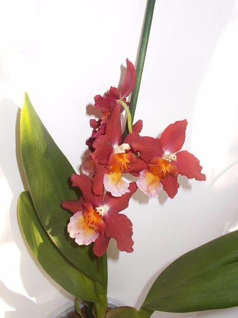 - 003-1 ORHIDEE