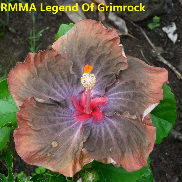 RMMA Legend Of Grimrock - Seminte hibiscus tropical de Moorea octombrie 2017