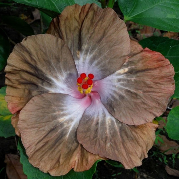 PMMA Declaratie De Dragoste - Seminte hibiscus tropical de Moorea octombrie 2017