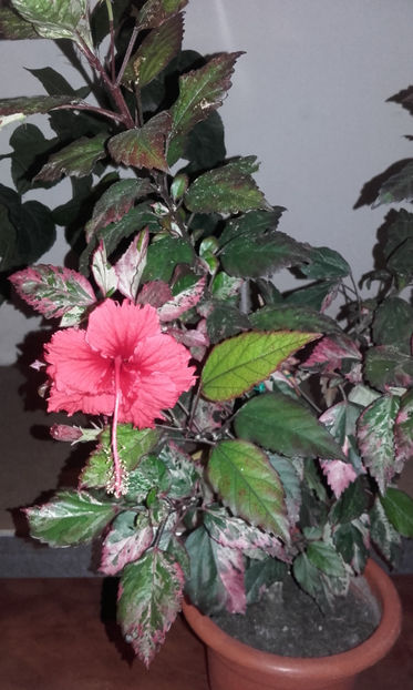  - hibi cooperi rose flake
