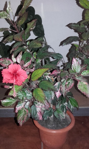  - hibi cooperi rose flake