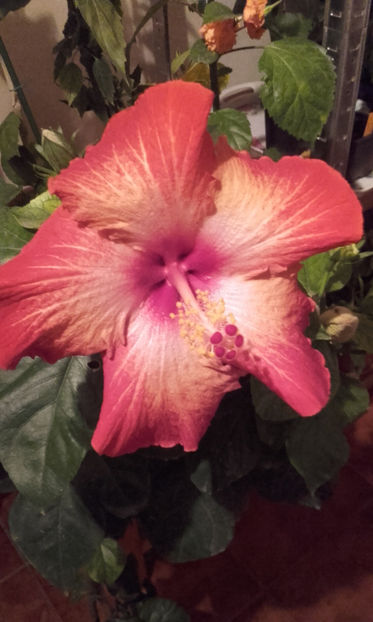  - hibi creme de cacao