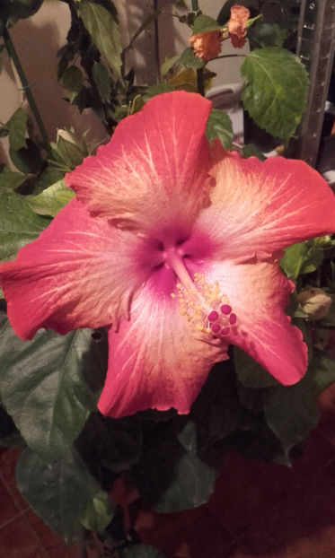  - hibi creme de cacao