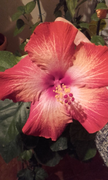  - hibi creme de cacao