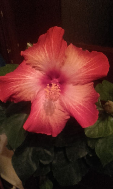  - hibi creme de cacao