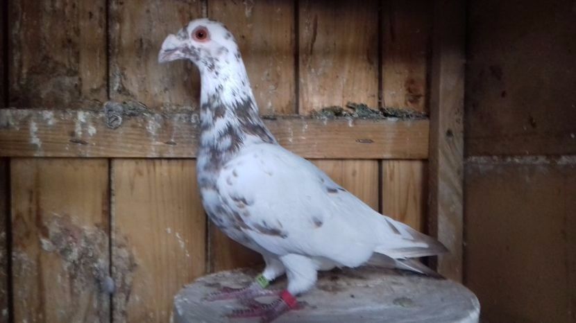 Fiul - V Pui voiajori stil vechi 2017