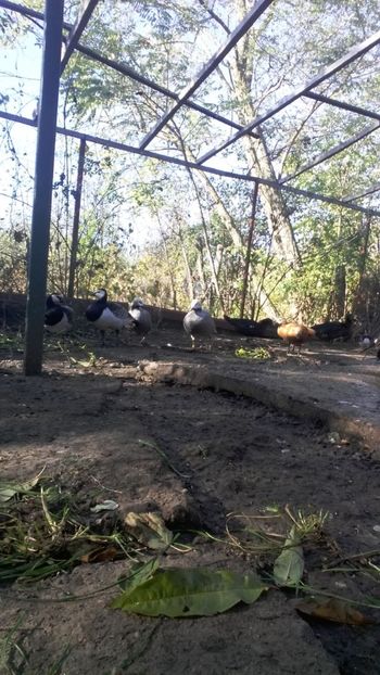 IMG-20171031-WA0000 - Gaste Imperiale - Anser canagica