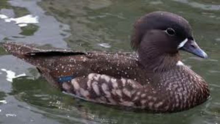 images-9 - Rata mandarin neagră