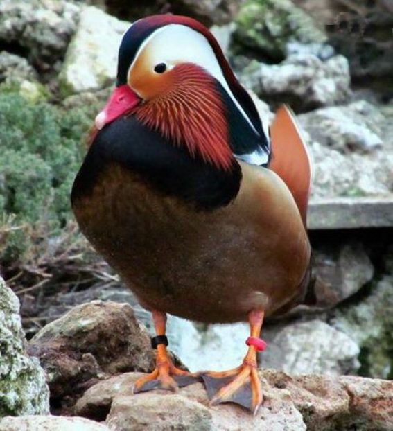 8a1393d2253c66a0413d4d10a0fa4bd9--melanistic-animals-mandarin-duck - Rata mandarin neagră