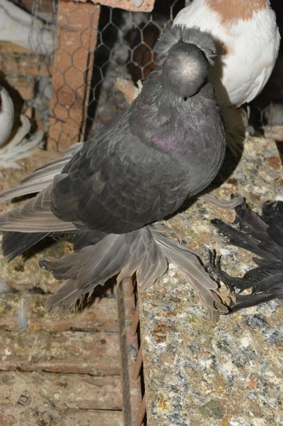 Femela 2015 - Jucatori de Botosani Castanii