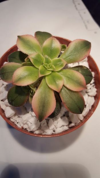  - Aeonium Sunburst N