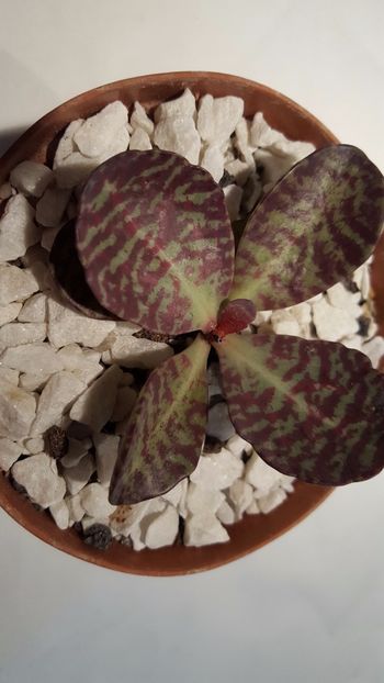  - Kalanchoe humilis Surprising desert