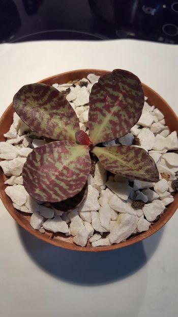  - Kalanchoe humilis Surprising desert