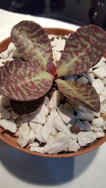  - Kalanchoe humilis Surprising desert