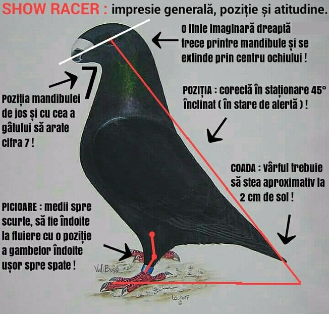 Standard corp - A2 ȘHOW RACER NR 1 STANDARD