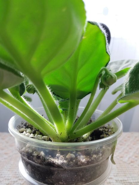 30 oct - ZZ EK Belaia Koroleva -White Queen