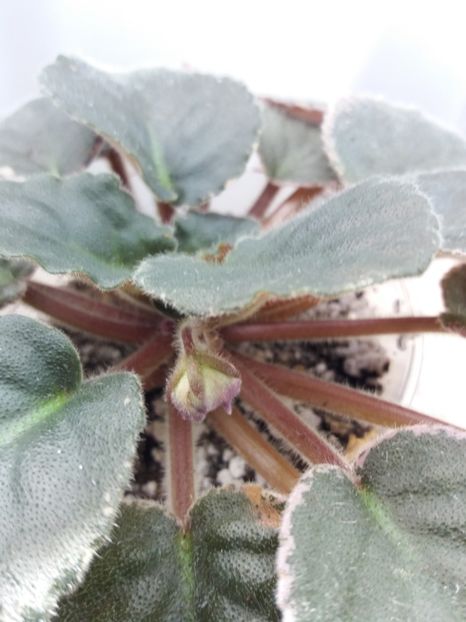 30 oct - ZZ Buckeye Blushing