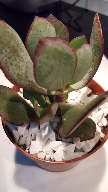  - Crassula arborescens Silver Dollar