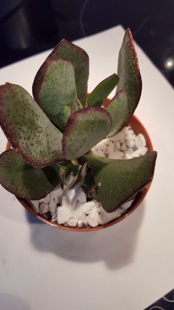  - Crassula arborescens Silver Dollar