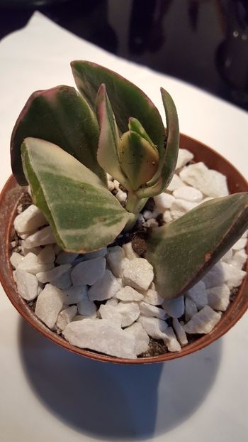  - Crassula ovata variegata