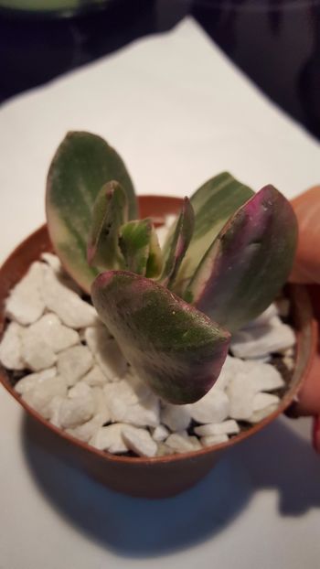  - Crassula ovata variegata