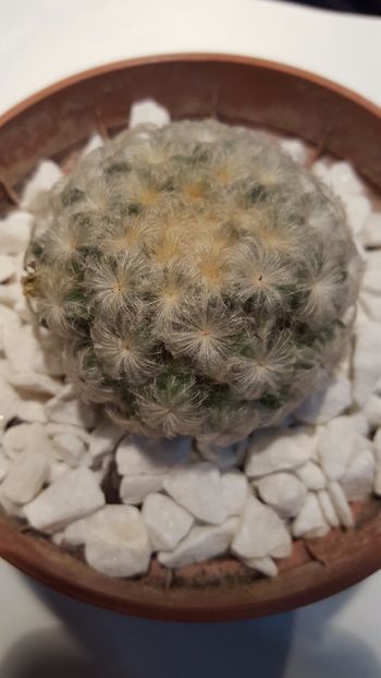  - Mammillaria plumosa