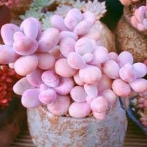 Pachyphytum oviferum Pink Moonstone - 011 Dorinte