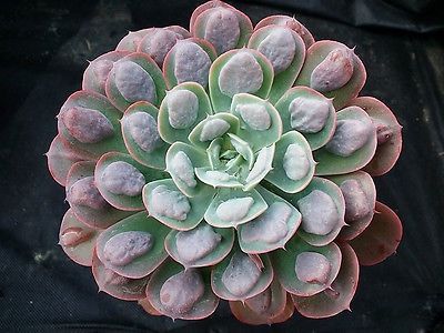 Echeveria raindrops - 011 Dorinte