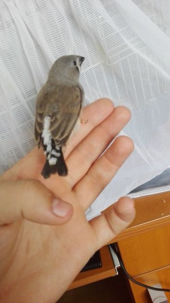  - Cintezele mele zebre australiene