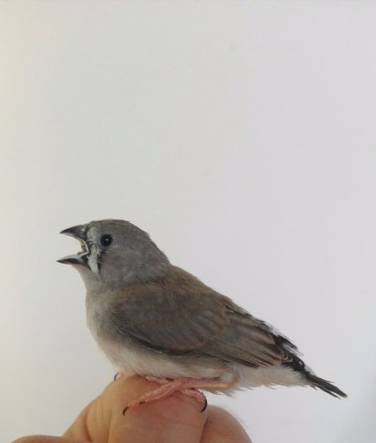  - Cintezele mele zebre australiene