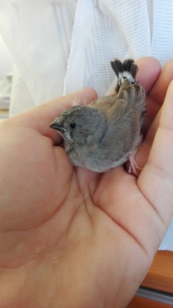  - Cintezele mele zebre australiene