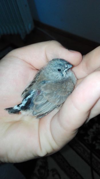  - Cintezele mele zebre australiene