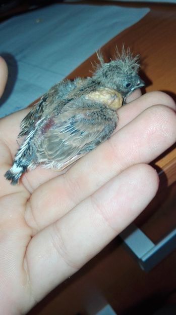  - Cintezele mele zebre australiene